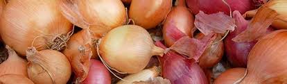 We did not find results for: Grow Your Own Onions Salisbury Greenhouse