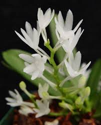 Image result for Aerangis collum-cygni