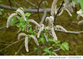 Image result for Salicaceae