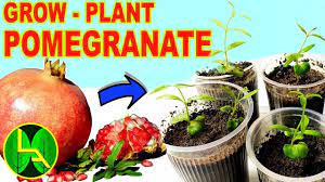 How To Grow Pomegranate Plants At Home With Locally Brought Fruit Plants Growing Fruit Trees Container Gardening Vegetables