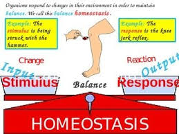 Homeostasis Teacherspayteachers Com Guided Practice Human Body Systems Body Systems