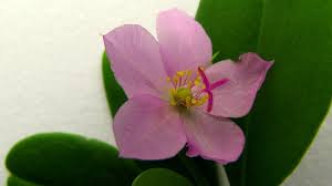 Image result for Talinum fruticosum