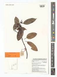 Image result for Orthopichonia