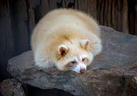 20 Stunningly Rare Albino Animals Albino Animals Rare Albino Animals Animals
