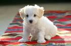 Puppy - Wikipedia