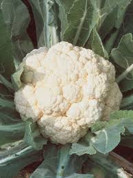 Cauliflower, Early White Hybrid
