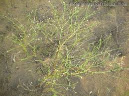 Image result for Heliotropium zeylanicum