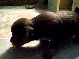 Finding the right long hair chihuahua puppy can be dog gone hard work. 3 Weeks Old Long Hair Chihuahua Puppies For Sale Youtube