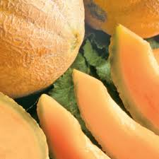 Comes and download the fresh cantaloupe colouring pages. Cantaloupe Seeds Honey Rock Sow Easy Mckenzie Seeds