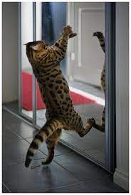 Cat Is Fighting With Her Image While Looking In Mirror Cats Funny Cute Cats Dancing Cat