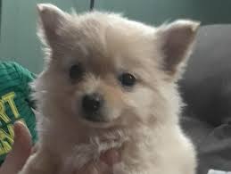 But pomeranian chihuahua mix puppies have the potential to inherit any aspect of either breed. My Moms New Pomeranian Chihuahua Mix Puppy Aww