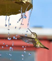 One of the reasons i keep a garden and grow as many plants as i can is to be closer to nature. How To Create A Hummingbird Friendly Yard Audubon