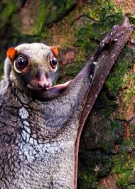 The sunda flying lemur (galeopterus variegatus) and the philippine flying lemur (cynocephalus volans). Colugos Wallpapers Free Pictures On Greepx
