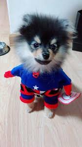 V Fancafe Bts Dogs Cute Animals Pomeranian
