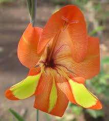 Image result for Gladiolus decoratus