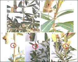 Image result for pseudomonas savastanoi pv nerii oleander symptoms