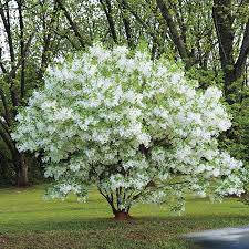 Fringe Tree Native And Ornamental Shrubs And Trees Fringe Tree Flowering Trees Blooming Trees