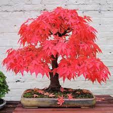 Japanese Red Maple Tree Seeds To Plant 20 Seeds Acer Etsy In 2021 Bonsai Maple Tree Buy Bonsai Tree Maple Tree Seeds