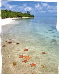 Bioluminescent Beach Puerto Rico Visit Vieques Vieques Bioluminescent Bay Puerto Rico Beaches