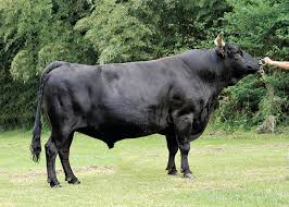 スーパー 種雄 牛