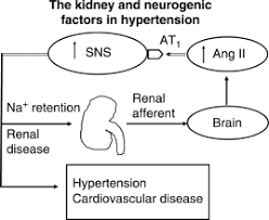 Renal parenchymal disease refers to a disease affecting the renal parenchyma. Hypertension In Renal Parenchymal Disease Why Is It So Resistant To Treatment Kidney International