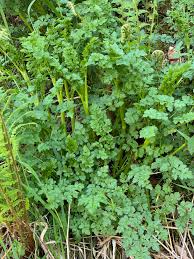 Image result for Oenanthe