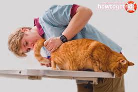 Evde Bir Kedi Icin Lavman Nasil Yapilir