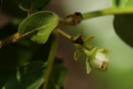 Image result for Diospyros loureiriana