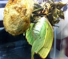 The luna moth (actias luna) is a nearctic moth in the family saturniidae, subfamily saturniinae, a group commonly known as giant silk moths. Luna Moths The Final Chapter 6legs2many