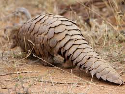 Over 180 Countries Just Approved A Ban On Pangolin Trafficking Smart News Smithsonian Magazine