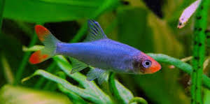 Sawbwa Barb Or Bermese Rummynose Scientific Name Barbonymus Schwanenfeldii Aquarium Fish Fish Pet Fish For Sale