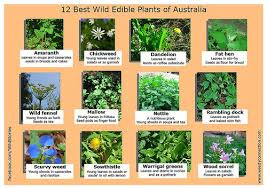 There are 4263 edible flowers for sale on etsy, and they cost au$13.02 on. 12 Best Edible Wild Plants Of Australia Edible Wild Plants Plants In Australia Edible Plants