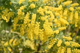 Image result for Acacia baileyana