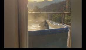 Bak mandi berbentuk cangkir kopi dengan warna hitam ini kece abis. Viral Video Turis Menemukan Beruang Mampir Berendam Di Bak Mandi Miliknya