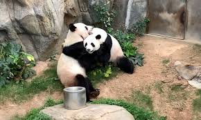 Loja oficial panda e os caricas: Hong Kong S Pandas Mate For First Time In Decade In Privacy Of Coronavirus Lockdown Giant Pandas The Guardian