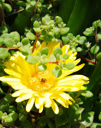 Image result for Crassula expansa