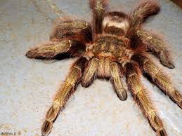 Descubra a melhor forma de comprar online. Que Bicho E Voce Conhece A Aranha Caranguejeira Natureza E Conservacao