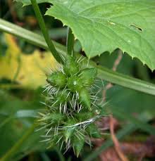 Image result for Sicyos