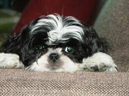 Shih Tzu Maltese And My Shihtzu Girl Cali Panosundaki Pin