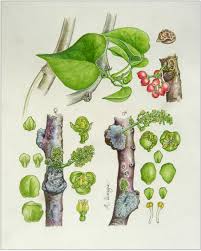 Image result for Tinospora fragosa
