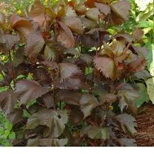 Image result for Acalypha manniana