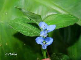 Image result for Commelina diffusa