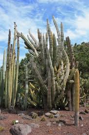 El Jardin Botanico Canario Viera Y Clavijo Botanical Garden Las Palmas De Gran Canaria Canar Plantas En Peligro De Extincion Jardin Botanico Islas Canarias
