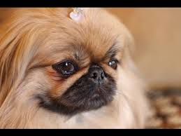 Pekingese Pekinez Kopegi Ozellikleri Osman Cakir Youtube