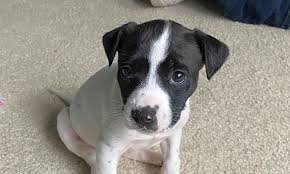 Hotels near jc raulston arboretum at nc state university. These Raleigh Based Puppies Are Up For Adoption And In Need Of A Good