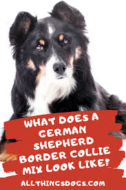 Black And White Border Collie Pointer Mix What Does A Border Collie German Shepherd Mix Look Like In 2020 German Shepherd Mix German Shepherd Shepherd Dog Breeds