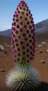 Image result for Tridentea marientalensis