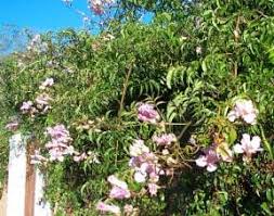 Image result for Podranea