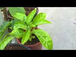 I love growing passion fruit indoors and making my favorite passion fruit juice with the tasty fruits i produce. Growing Passion Fruit From Seeds Youtube