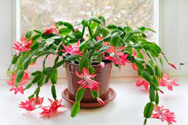 It was packaged very well and arrived in pretty good condition. How To Care For A Christmas Cactus Hgtv